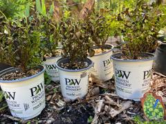 Proven Winners Direct Tiny Wine® Ninebark (Physocarpus) Review
