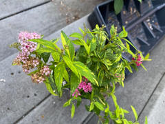 Proven Winners Direct Double Play® Painted Lady® Spirea (Spiraea) Review