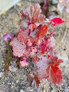 Proven Winners Direct Primo® 'Mahogany Monster' Coral Bells (Heuchera) Review