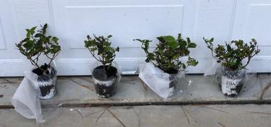 Proven Winners Direct Limelight Prime™  Panicle Hydrangea (Paniculata) Review