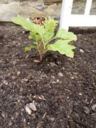 Proven Winners Direct Gatsby Pink® Oakleaf Hydrangea (Quercifolia) Review