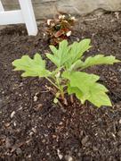 Proven Winners Direct Gatsby Pink® Oakleaf Hydrangea (Quercifolia) Review
