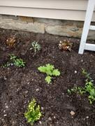 Proven Winners Direct Gatsby Pink® Oakleaf Hydrangea (Quercifolia) Review
