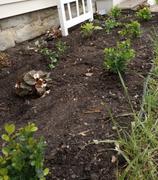 Proven Winners Direct Gatsby Pink® Oakleaf Hydrangea (Quercifolia) Review