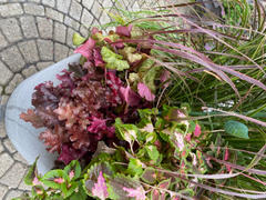 Proven Winners Direct Dolce® 'Toffee Tart' Coral Bells (Heuchera) Review