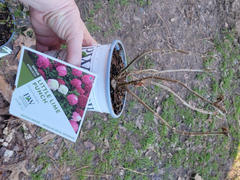 Proven Winners Direct Little Lime Punch™ Panicle Hydrangea (Paniculata) Review