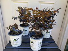 Proven Winners Direct Center Stage® Red Crapemyrtle (Lagerstroemia) Review