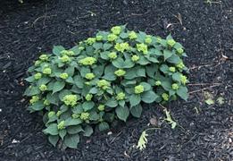Proven Winners Direct Budded to Bloomed Let's Dance Can Do™ Reblooming Hydrangea (Serrata) Review