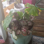 Proven Winners Direct Heart to Heart™ 'Xplosion' (Caladium) Review