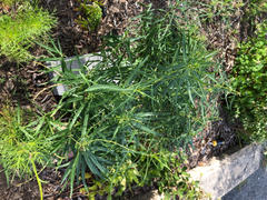 Proven Winners Direct 'String Theory' (Amsonia) Review