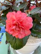 Proven Winners Direct Double Delight™ Blush Rose (Begonia) Review