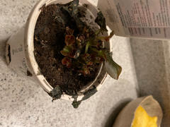 Proven Winners Direct Double Up™ Red (Begonia) Review