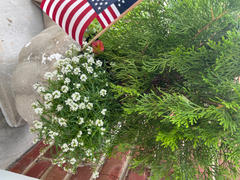 Proven Winners Direct White Knight® Sweet Alyssum (Lobularia) Review