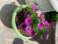 Proven Winners Direct Bright Lights™ Purple African Daisy (Osteospermum) Review
