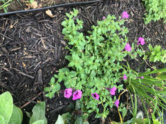 Proven Winners Direct Supertunia® Bordeaux™ (Petunia) Review