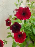 Proven Winners Direct Supertunia® Black Cherry® (Petunia) Review