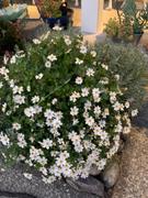 Proven Winners Direct Supertunia Vista® Silverberry (Petunia) Review