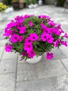 Proven Winners Direct Supertunia Vista® Jazzberry (Petunia) Review