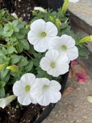 Proven Winners Direct Supertunia Mini Vista® White (Petunia) Review