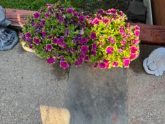 Proven Winners Direct Superbells® Blackcurrant Punch (Calibrachoa) Review