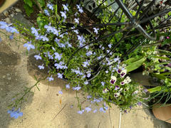 Proven Winners Direct Laguna® Dark Blue (Lobelia) Review