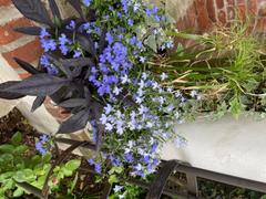Proven Winners Direct Laguna® Dark Blue (Lobelia) Review