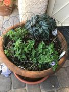 Proven Winners Direct Proven Accents® Pegasus (Begonia) Review
