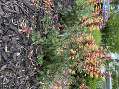 Proven Winners Direct Meant to Bee™ Queen Nectarine Anise Hyssop (Agastache) - New Proven Winners® Variety 2023 Review