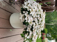 Proven Winners Direct Budded to Bloom Fairytrail Bride™ Cascade Hydrangea Review