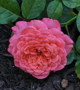 Proven Winners Direct Reminiscent Coral Rose (Rosa) - New Proven Winners® Variety 2023 Review
