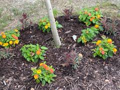 Proven Winners Direct Luscious® Basket Tangelo™ (Lantana) - New Proven Winners® Variety 2023 Review