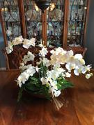 Prestige Botanicals White Orchid Phalaenopsis 23 Review
