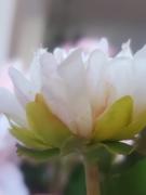 Prestige Botanicals Pink Blush Dahlia 22.5 Review