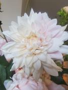 Prestige Botanicals Pink Blush Dahlia 22.5 Review