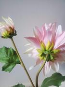 Prestige Botanicals White and Pink Dahlia 20.5 Review