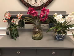 Prestige Botanicals White Vanda Orchid Plant 22 Review