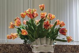 Prestige Botanicals Yellow, Red and Green Parrot Tulip 27 Review
