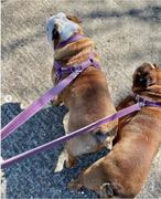 RYAN LONDON Dog Harness - Purple Snoot Review
