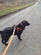 RYAN LONDON Leather Dog Harness - Avocaod Green Review