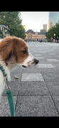 RYAN LONDON Dog Leash - Avocado green Review