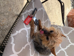 Our Pet Card Emergency Pet Keychain Review