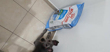 CuidaMiMascota Royal Canin Small/Mini Puppy 5.9kg - Alimento Seco Perro Cachorro Raza Pequeña Review