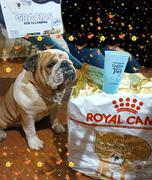 CuidaMiMascota Royal Canin Bulldog Inglés Adulto 13.63 kg - Alimento Seco Bulldog Inglés Adulto Review
