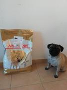 CuidaMiMascota Royal Canin Pug Adulto 4.54kg - Alimento Seco Pug Adulto Review