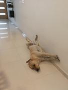 CuidaMiMascota Royal Canin Labrador Retriever Adulto 13.63 kg - Alimento Seco Labrador Adulto Review