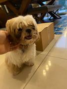 CuidaMiMascota Royal Canin Shih-Tzu Adulto 4.54kg - Alimento Seco Shih-Tzu Adulto Review