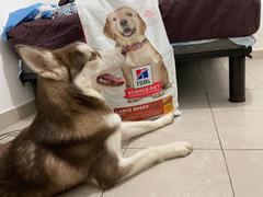 CuidaMiMascota Hill's Science Diet Puppy Large 13.6kg Receta Pollo - Alimento Seco Perro Cachorro Raza Grande Review
