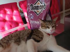 CuidaMiMascota Diamond Maintenance Cat 2.6kg - Alimento Seco Gato Adulto Review