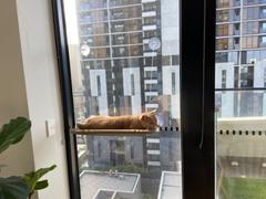 Kazoo Pet Co The Lookout Window Cat Bed Review