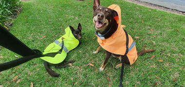 Kazoo Pet Co Rainy Days Coat - Orange Review